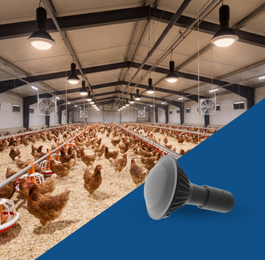 Poultry Lighting